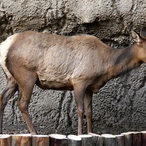 2013 Chapultepec Zoo