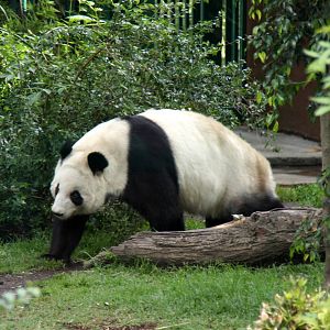 2013 Chapultepec Zoo