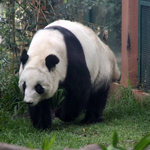 2013 Chapultepec Zoo