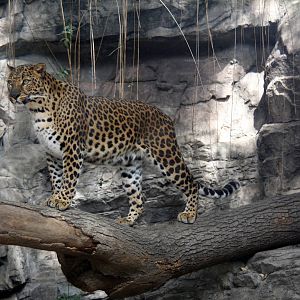 2013 Chapultepec Zoo