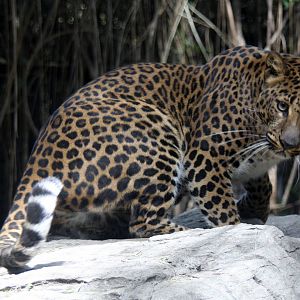 2013 Chapultepec Zoo