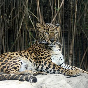 2013 Chapultepec Zoo