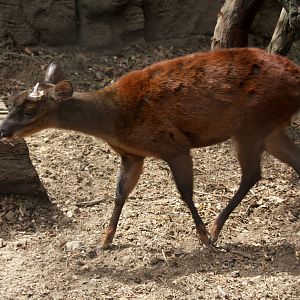 2013 Chapultepec Zoo