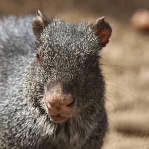 2013 Chapultepec Zoo