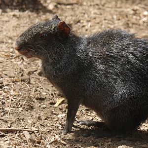 2013 Chapultepec Zoo