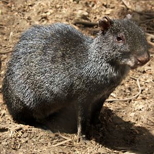 2013 Chapultepec Zoo