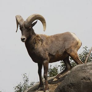 2013 Chapultepec Zoo