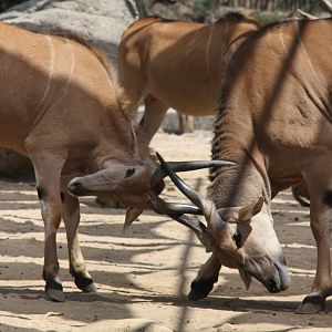2013 Chapultepec Zoo
