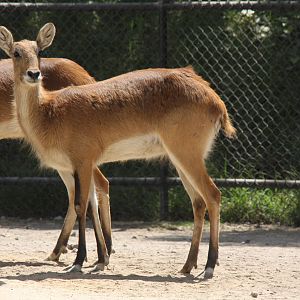 2013 Chapultepec Zoo