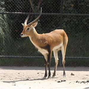 2013 Chapultepec Zoo