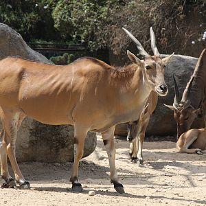 2013 Chapultepec Zoo