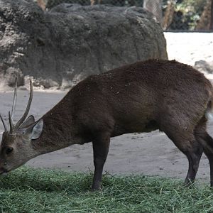 2013 Chapultepec Zoo
