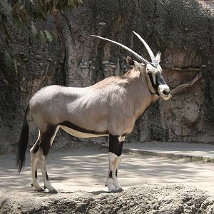 2013 Chapultepec Zoo