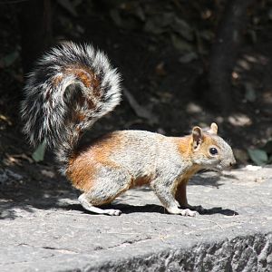 2013 Chapultepec Zoo