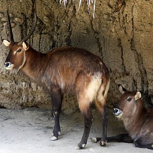 2013 Chapultepec Zoo