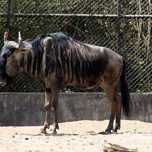 2013 Chapultepec Zoo