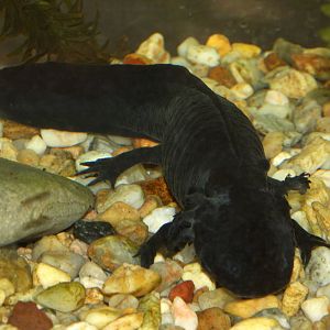 2013 Chapultepec Zoo