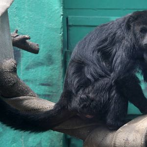 2013 Chapultepec Zoo