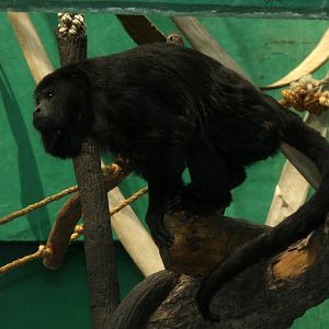 2013 Chapultepec Zoo