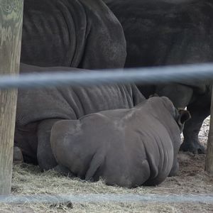 Southern White Rhinoceros