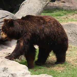 2013 Chapultepec Zoo