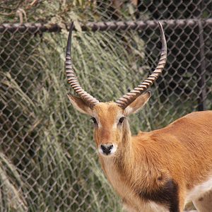 2013 Chapultepec Zoo