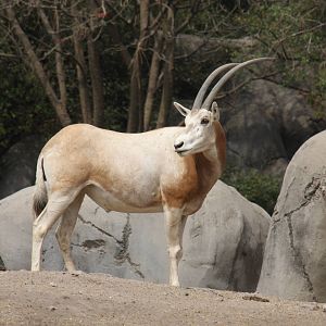 2013 Chapultepec Zoo