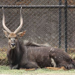 2013 Chapultepec Zoo