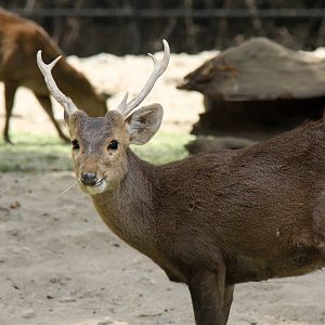 2013 Chapultepec Zoo