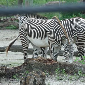 Grevy's Zebra