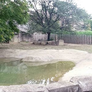 Pachyderms - Eastern Black Rhinoceros Middle Exhibit