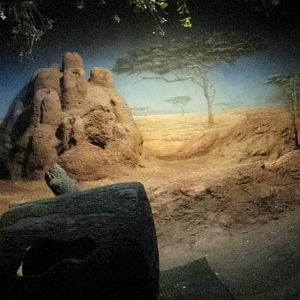 Habitat Africa! - The Savanna - Indoor Aardvark Exhibit