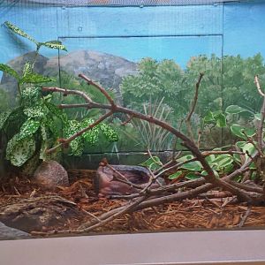 Feathers + Scales - African House Snake Exhibit