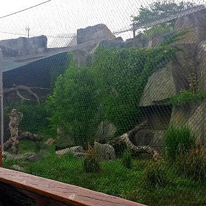 Fragile Kingdom - Big Cats - Amur Leopard Exhibit