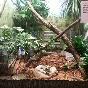 Reptiles + Birds - Australian Water Dragon Exhibit