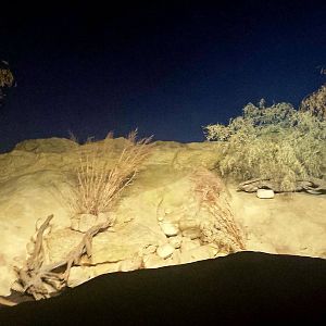 Fragile Kingdom - Fragile Desert - Bat-eared Fox Exhibit