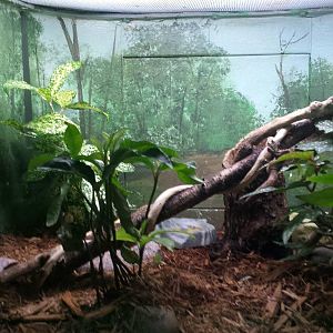 Feathers + Scales - Bavay's Giant Gecko Exhibit