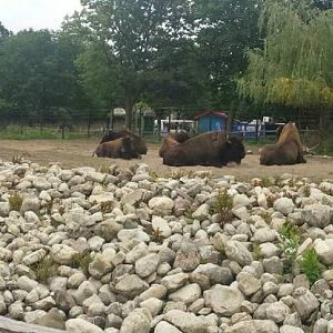 Great Bear Wilderness - American Bison Exhibit