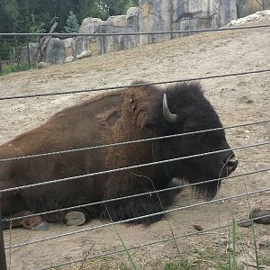 Great Bear Wilderness - American Bison