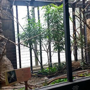 Feathers + Scales - Blue-faced Honeyeater Exhibit