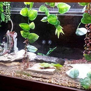 Fragile Kingdom - Fragile Rain Forest - Chinese Newt Exhibit