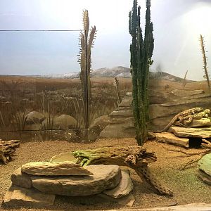 Feathers + Scales - Chuckwalla + Desert Tortoise Exhibit