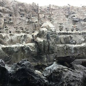 Living Coast - Grey Gull + Incan Tern + Humboldt's Penguin Exhibit