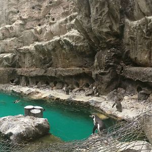 Living Coast - Grey Gull + Incan Tern + Humboldt's Penguin Exhibit