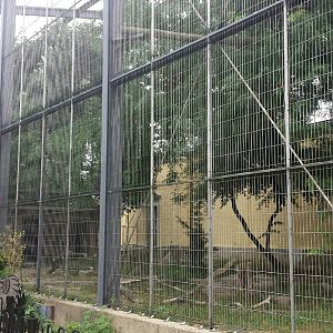Feathers + Scales - Andean Condor Exhibit