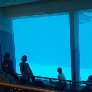 Seven Seas - Bottlenose Dolphin Underwater Viewing