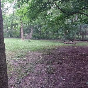 Habitat Africa! The Forest - Yellow-backed Duiker Exhibit