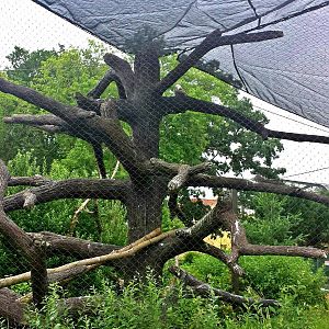 Great Bear Wilderness - Bald Eagle Exhibit