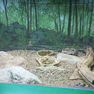 Feathers + Scales - Egyptian Tortoise Exhibit