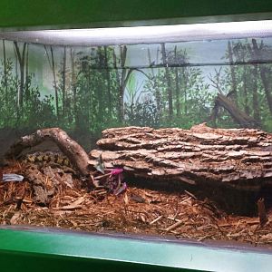 Feathers + Scales - Fox Snake Exhibit